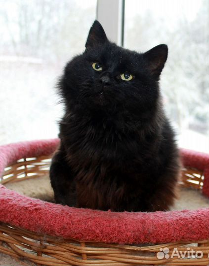 Кот ищет дом