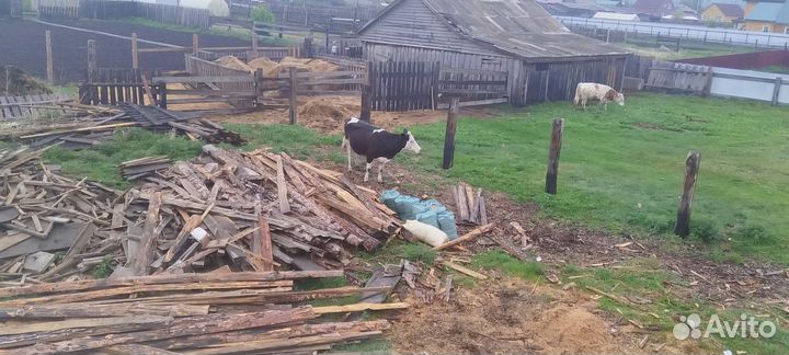 Корова дойная молочная