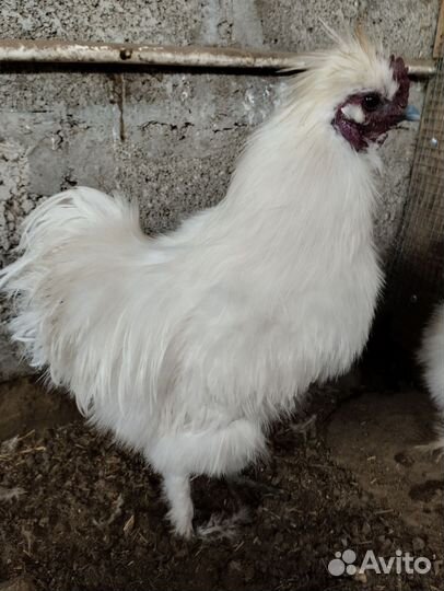 Петух китайский шёлковый