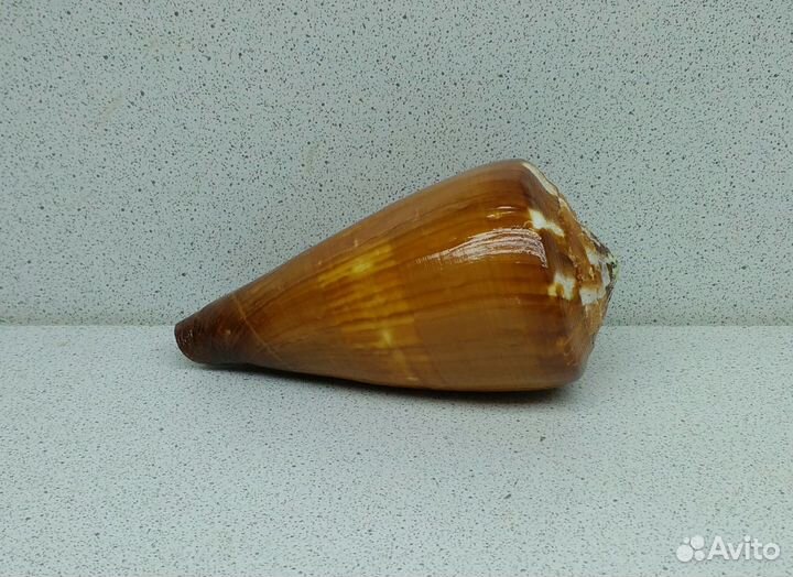 Конус Вексиллум 9,60 морская ракушка раковина