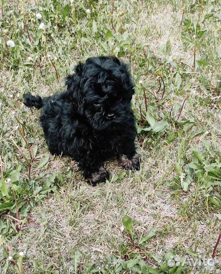 Красавчики мальтипу