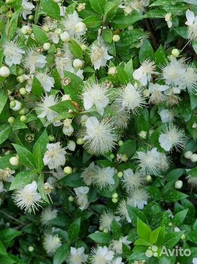 Мирт 2 сорта