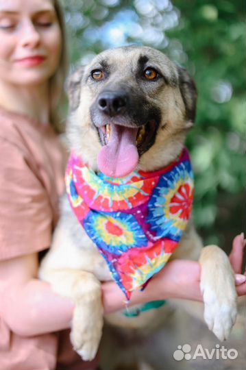 Октавия-молоденькая и добрая собаченька ищет дом