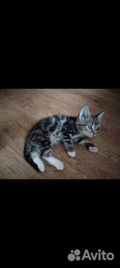 Мраморный дружочек