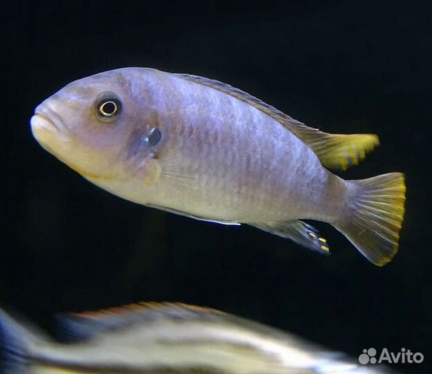 Рыбы цихлиды