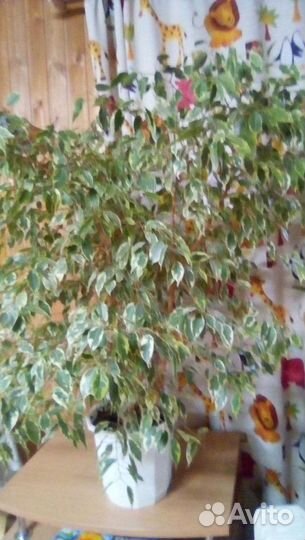 Цветок Бенджамина