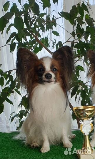 Папийон кобель