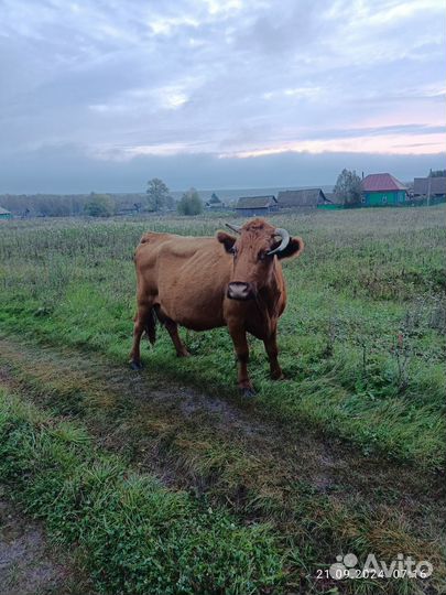 Корова дойная, кто хочет можно и на мясо