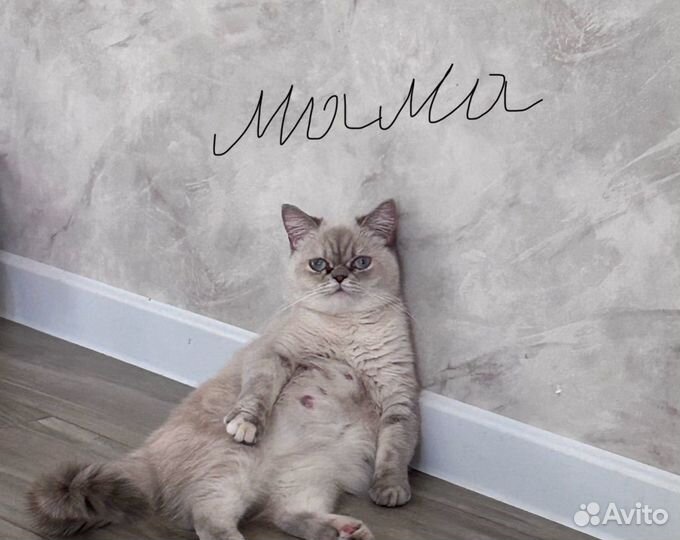 Шотландская