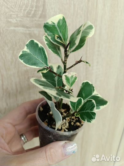 Фикусы сортовые