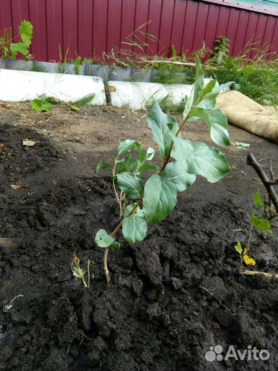 Лох серебристый