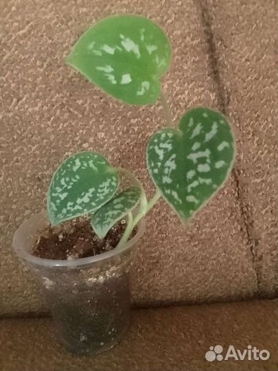 Комнатные цветы в ассортименте