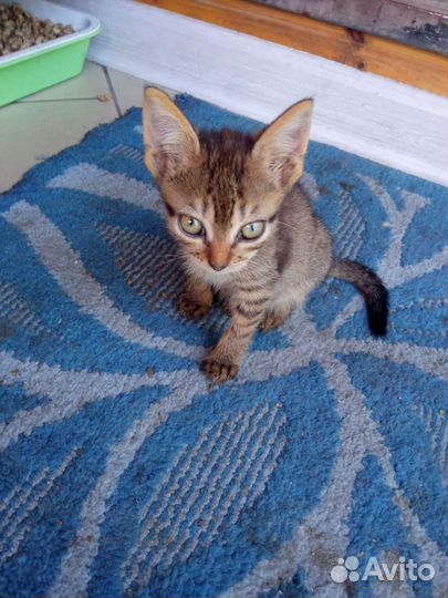 Кошки в добрые руки бесплатно