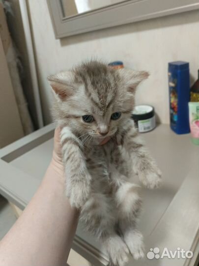 Котята в добрые руки 1 месяц