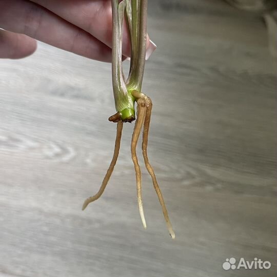 Сингониум старлайт