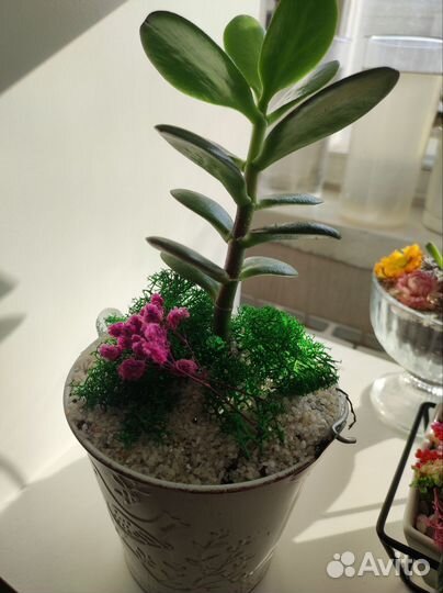 Денежное дерево в необычном кашпо