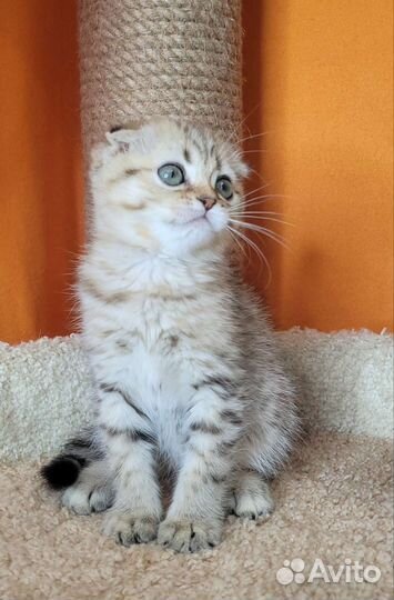 Шотландские шиншиллы из питомника