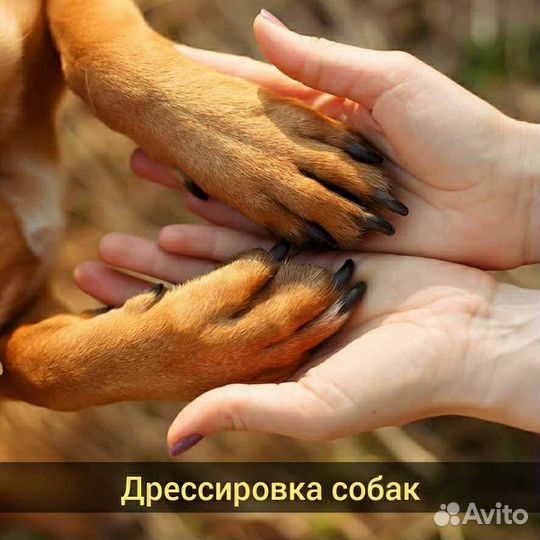 Профессиональный Кинолог(Зоопсихолог)с выездом