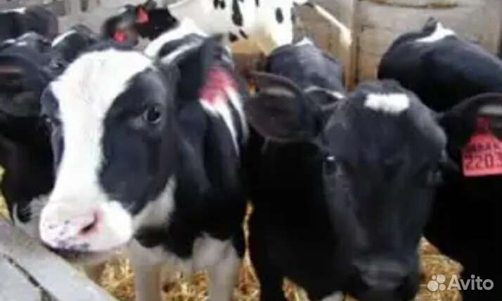 Бычки и телята