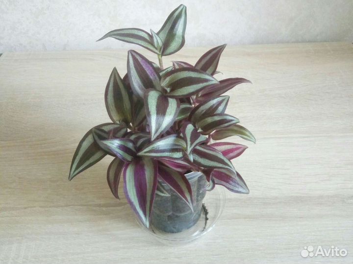 Традесканция зебрина