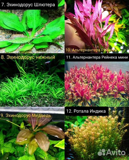 Аквариумные Растения Креветки Рыбки Корм Хелена