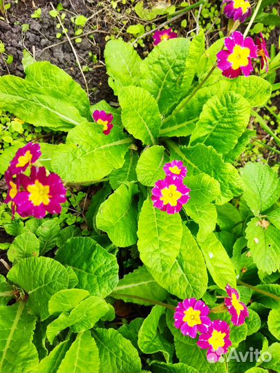 Клематис кустовой