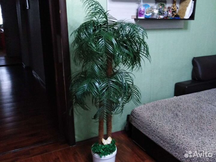 Пальмы разные