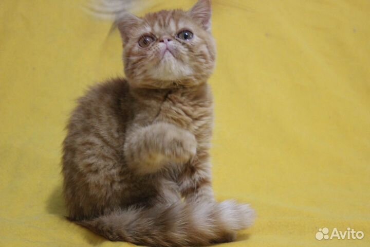 Котята породистые - перс и экзотка девочки