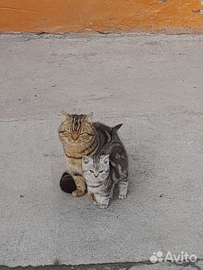 Британские котята