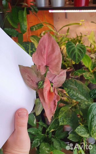 Аглаонемы и другие растения