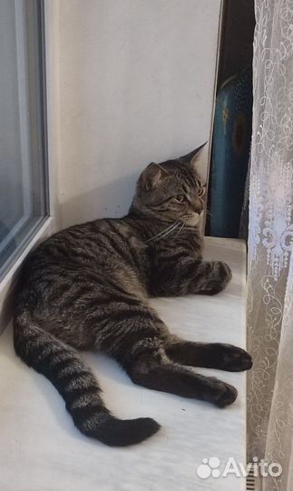 Ласковый кот в добрые руки