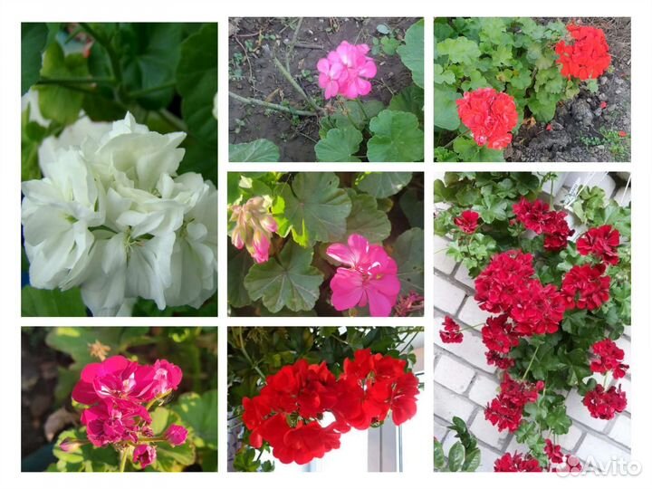 Пеларгония