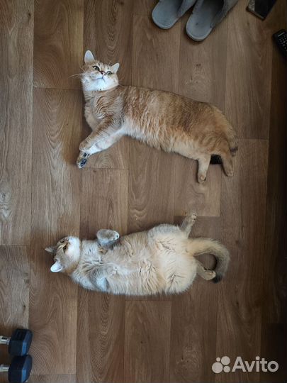 Британские котята