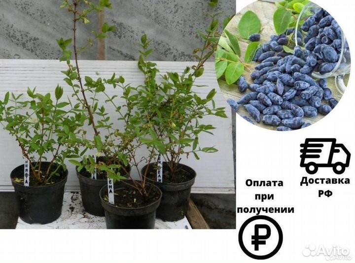 Саженцы жимолости