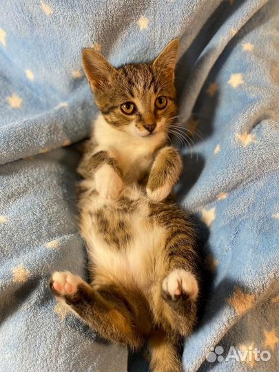 Спасенная котенок девочка полосатая
