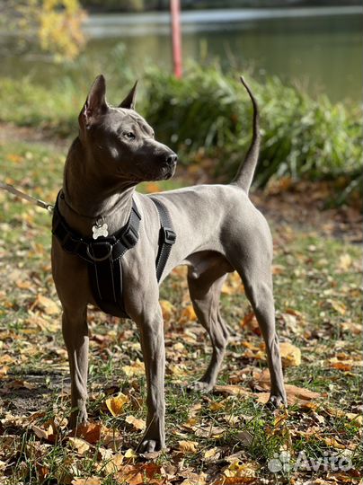 Тайский риджбек вязка кобель