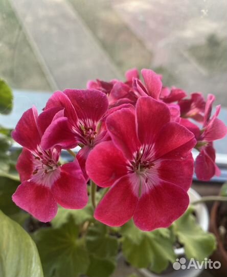 Пеларгония