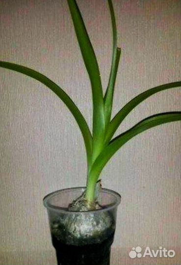 Лук индийский