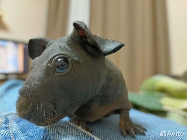 Морская свинки скинни