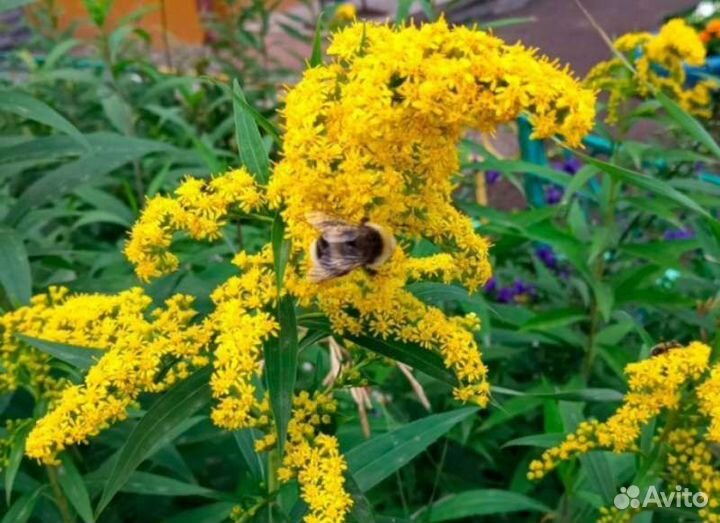 Золотарник. Собираю заказы на осень