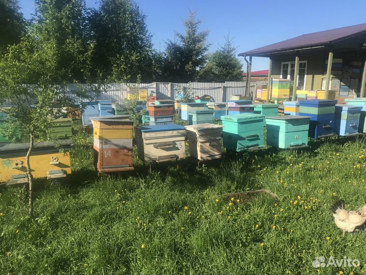 Продаются пчелы