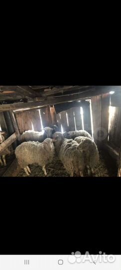 Бараны, овечки