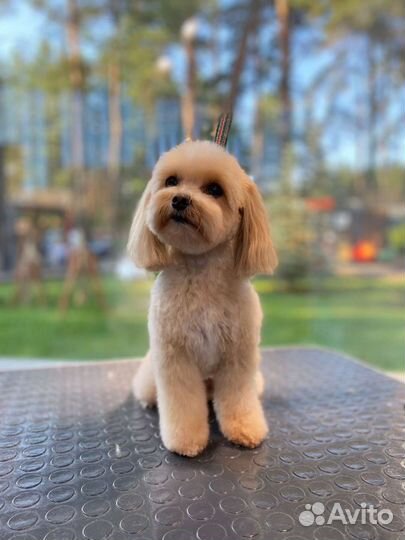 Стрижка собак на дому