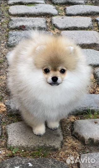 Снижена цена на шпиц девочку 5 месяцев