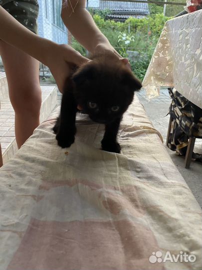 Отдам в добрые руки