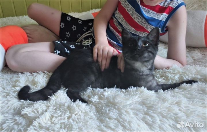 Котенок 3,5 мес