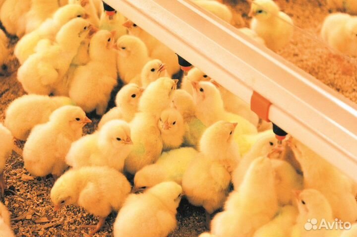 Подсобный рабочий на производство