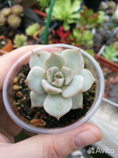 Суккуленты