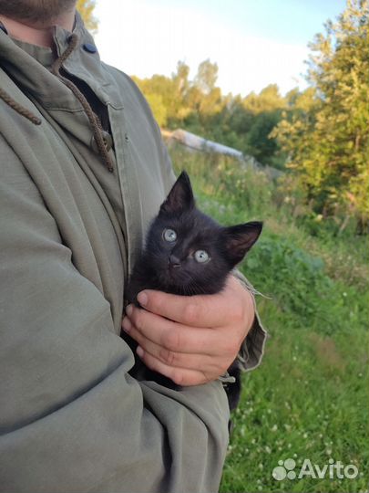 Черный котёнок ищет дом