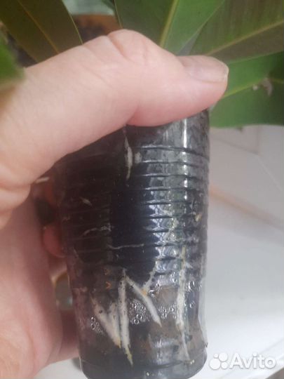 Кротон,фикус,гибискус